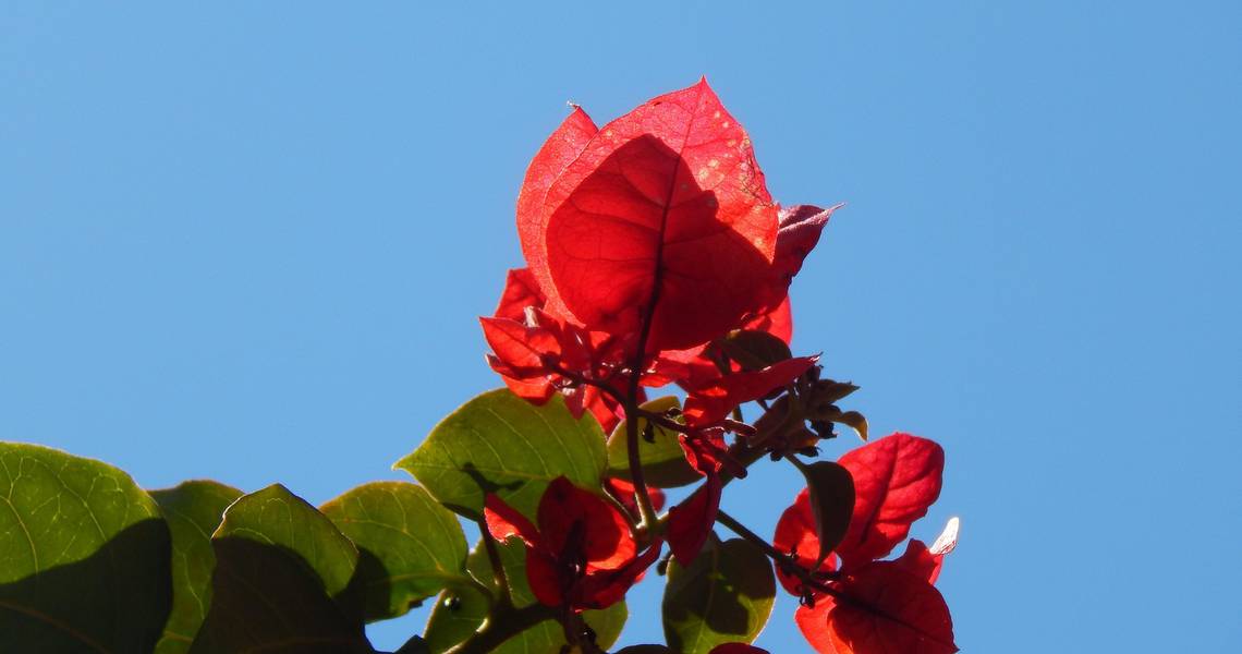 C:\fakepath\3071145-climbing-plant-2435761_1920.jpg