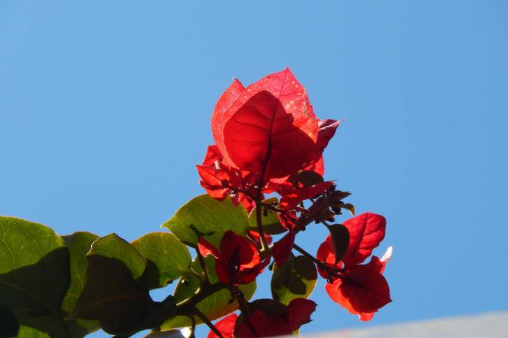 C:\fakepath\3071145-climbing-plant-2435761_1920.jpg