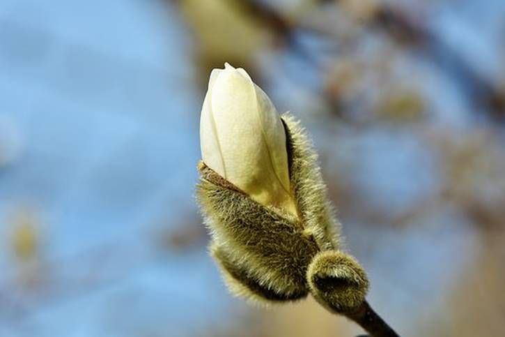 C:\fakepath\magnolia.jpg