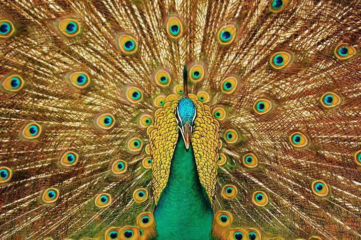 C:\fakepath\peacock-3098451_1280.jpg