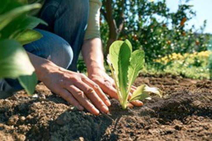 C:\fakepath\stock-photo-hands-of-woman-planting-young-lettuce-seedlings-in-the-soil-horticulture-sostenible-gardening-250nw-2134080773.jpg